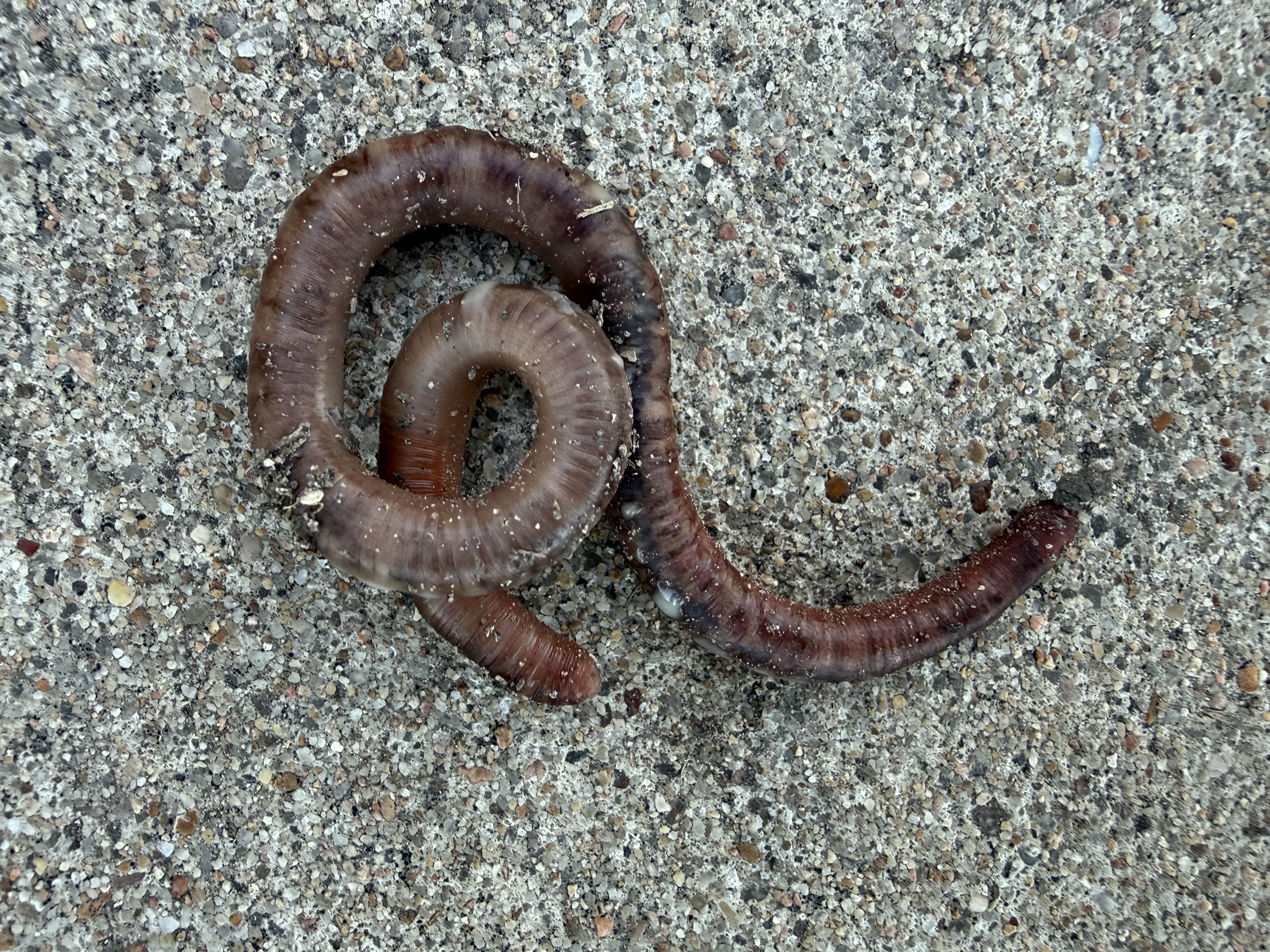 Preview of e0d2f61e3ebd-jpeg