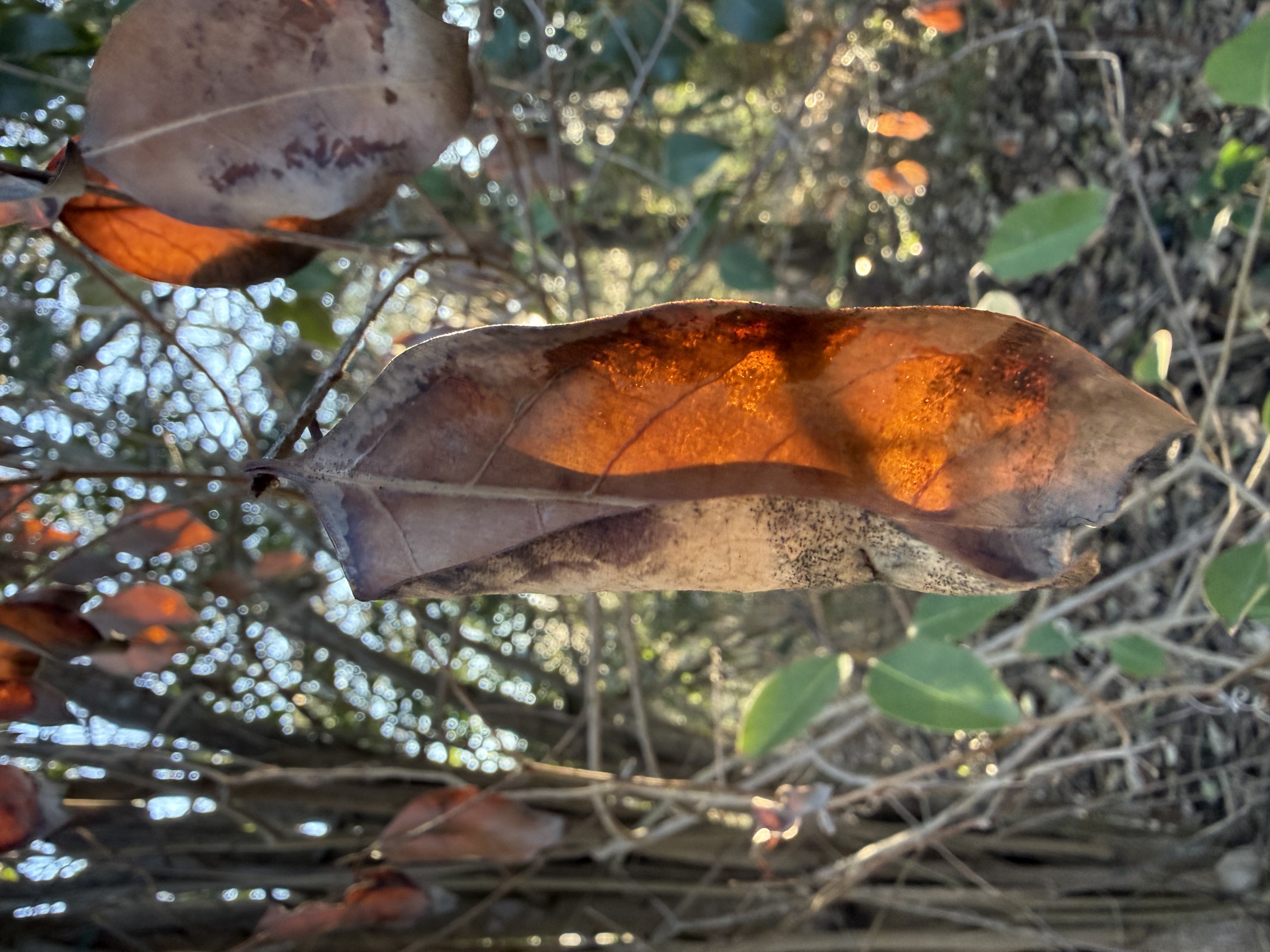 Preview of 5c1b055641e7-jpeg