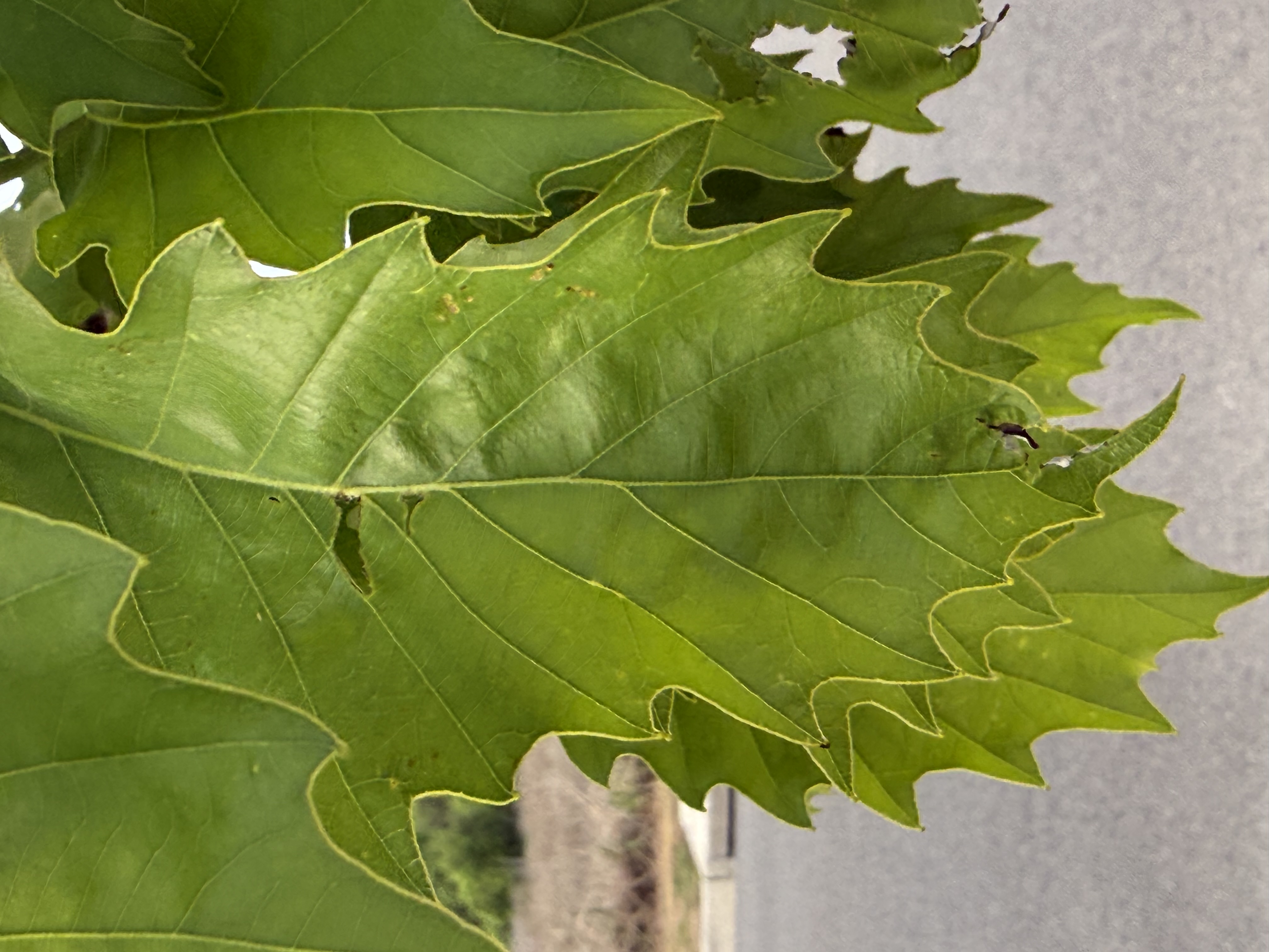 Preview of 03515e5bfaf3-jpeg