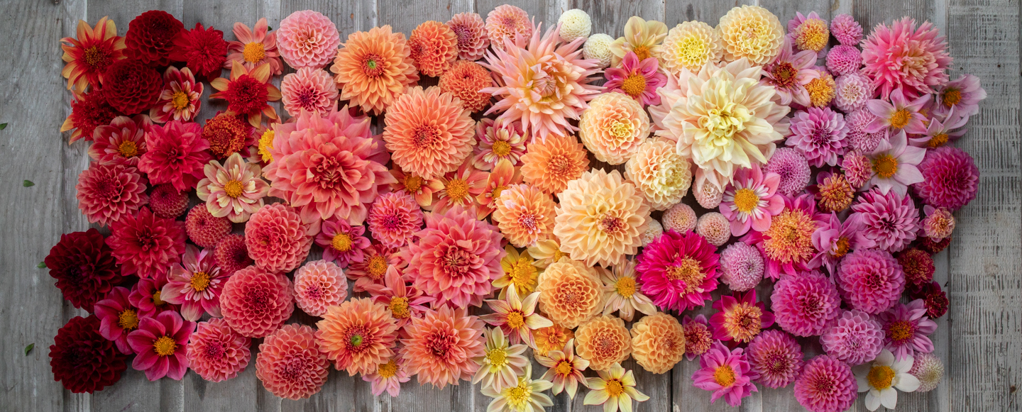 Thumbnail of Dahlias