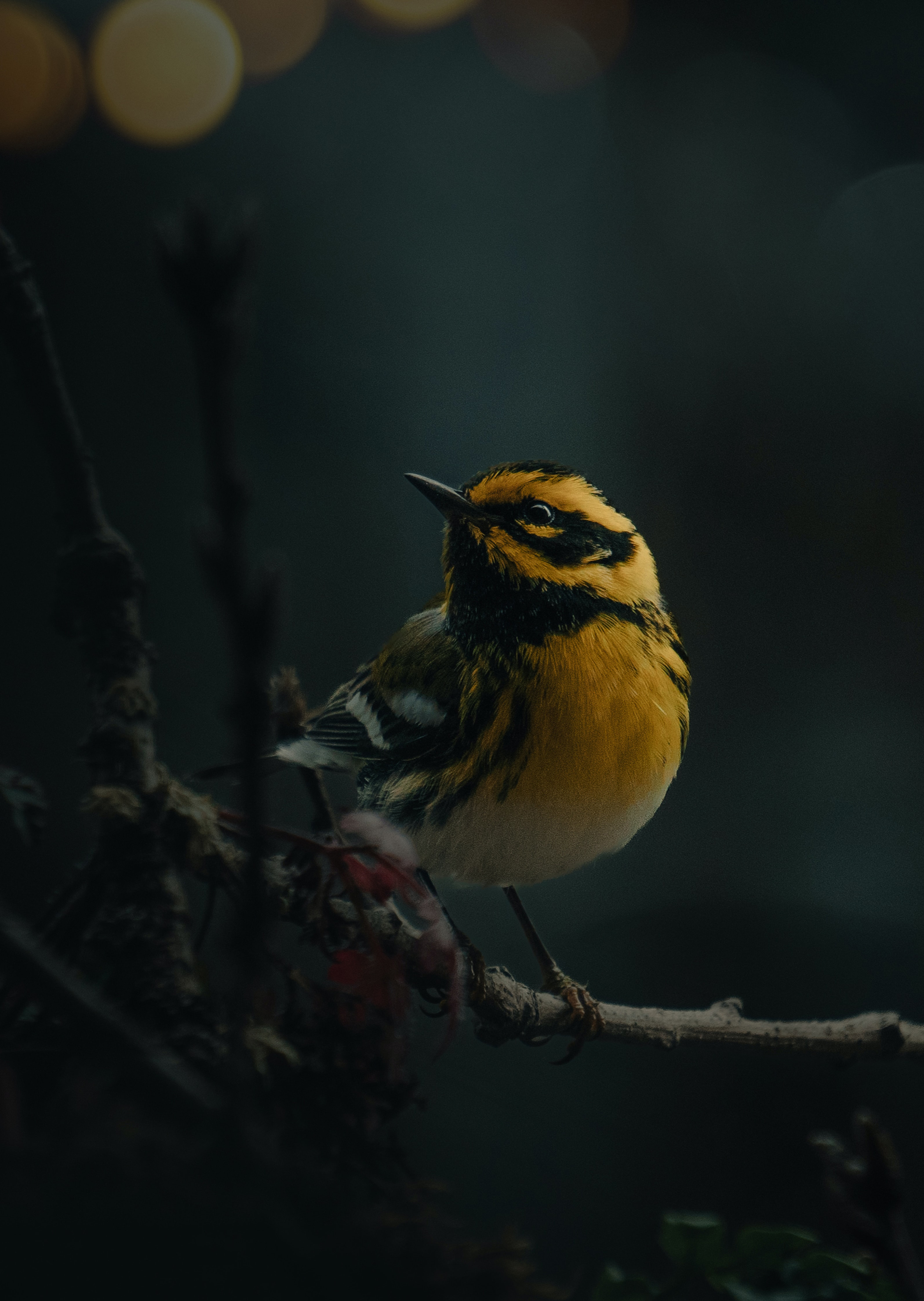Preview of 21-jpg