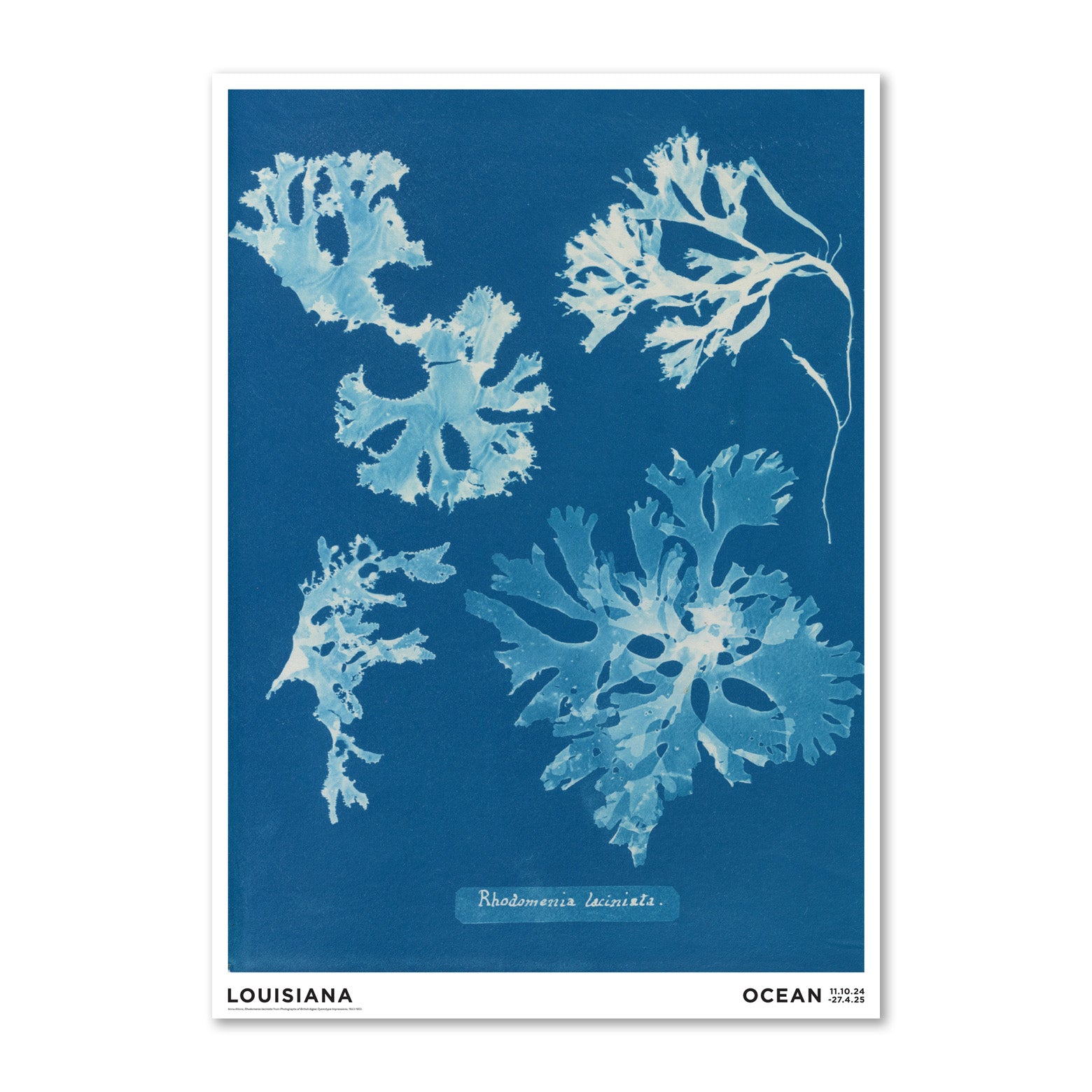 Thumbnail of Anna Atkins – Rhodomenia laciniata (1843-1853)