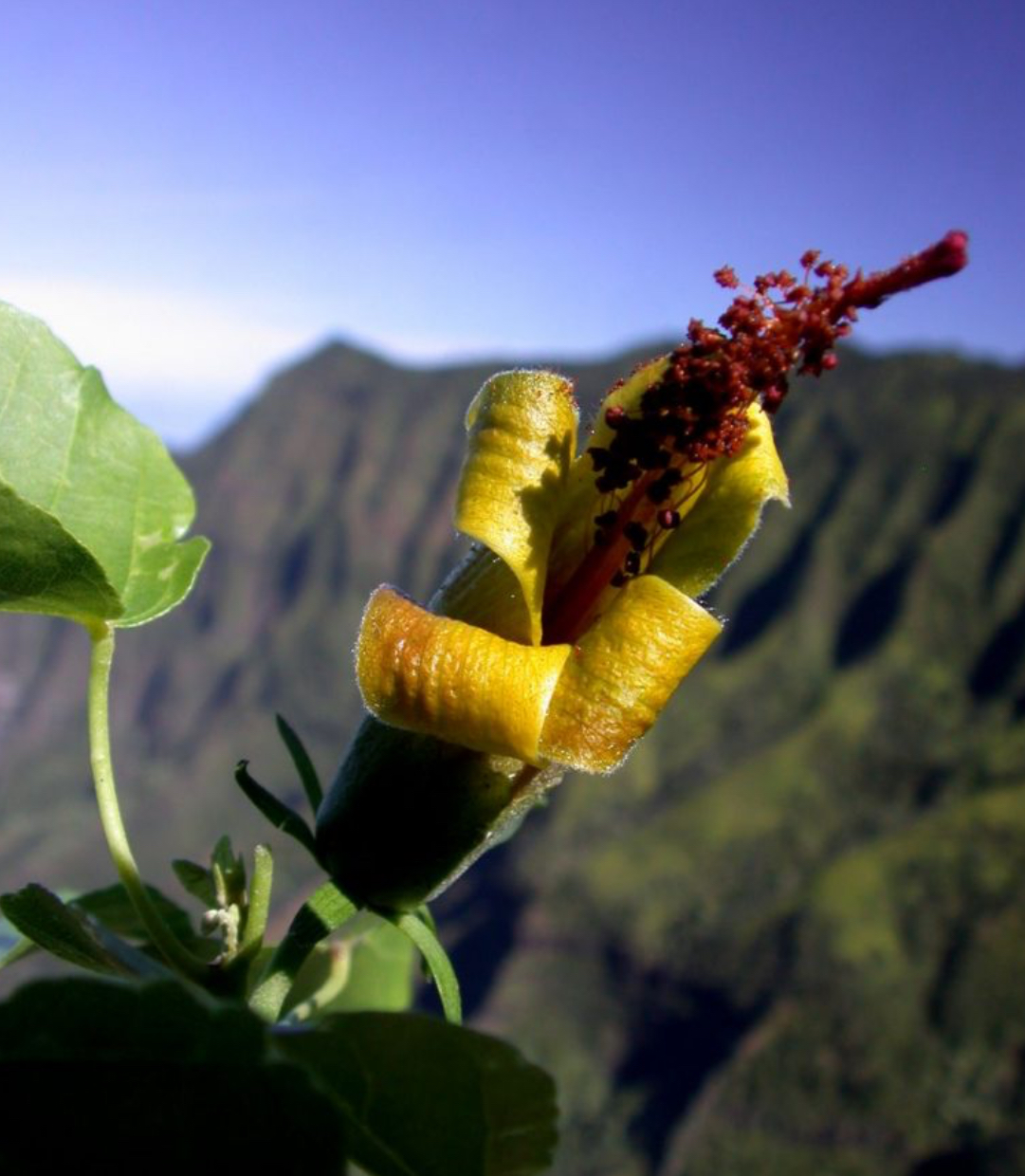 Preview of aa2720adea7b-jpg