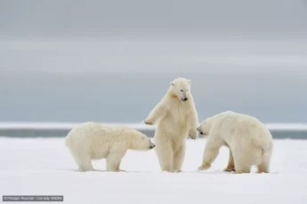 Thumbnail of Found on Cosmos