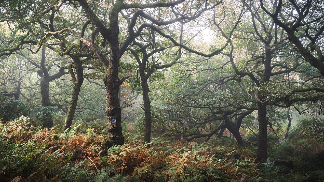 Thumbnail of Matt Oliver (@mattoliverphoto)