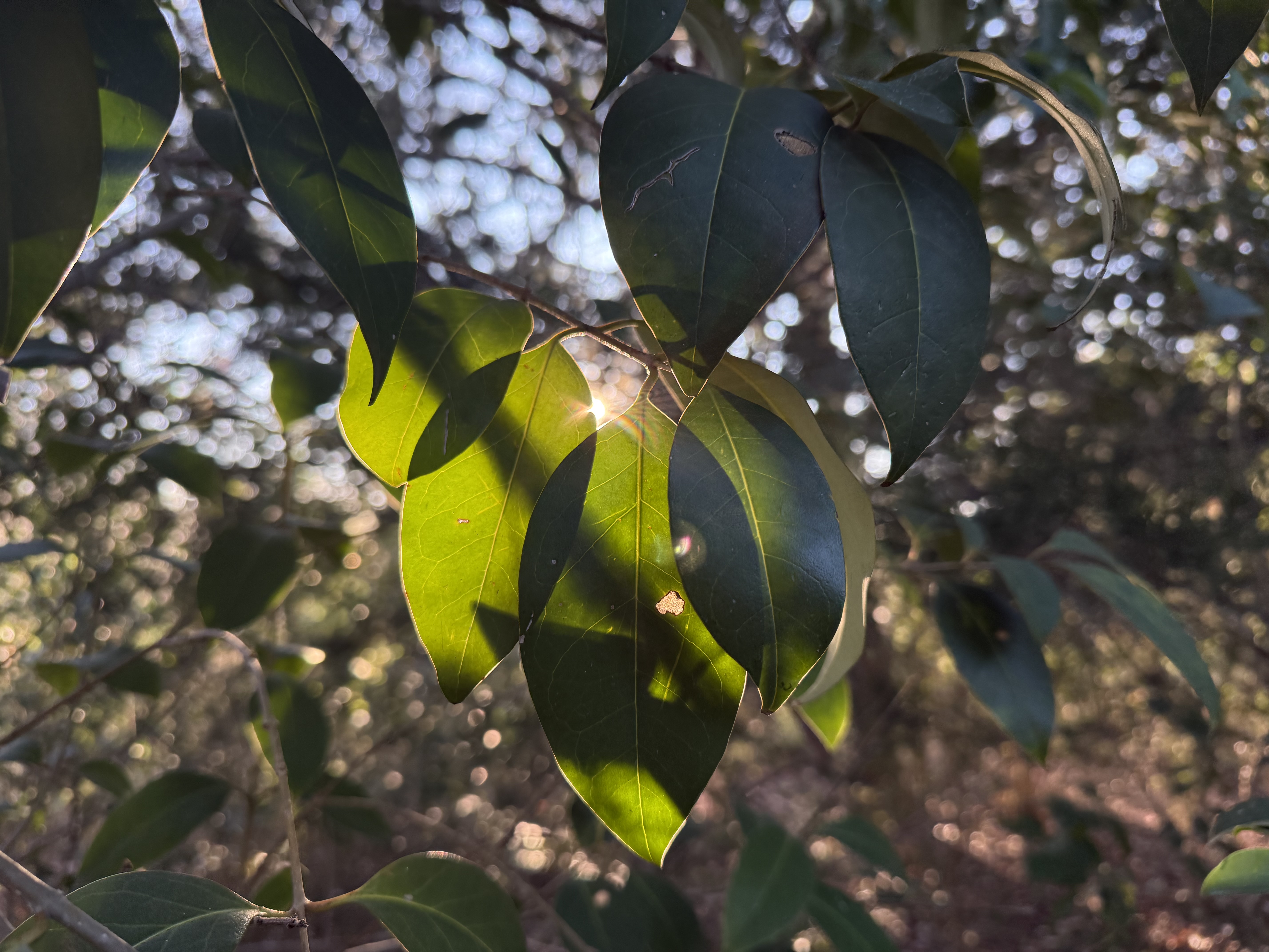 Preview of ecf679466717-jpeg