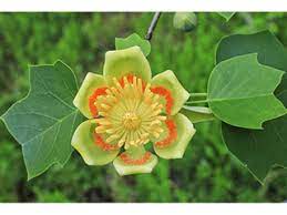 Thumbnail of Liriodendron tulipifera (Tulip tree) | Native Plants of North America