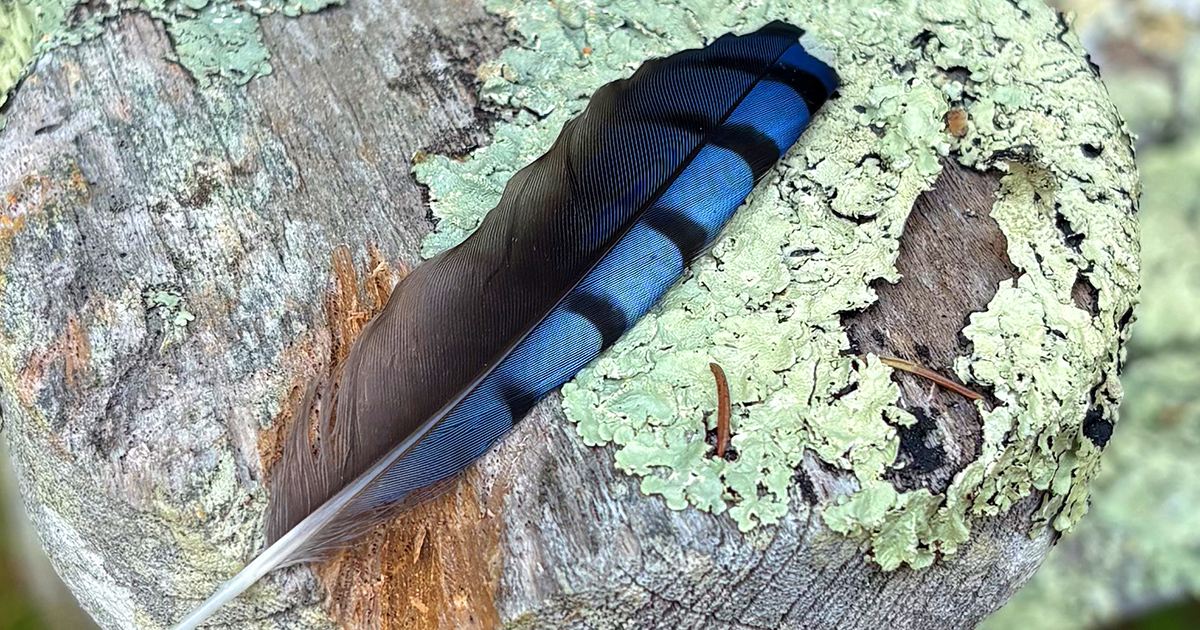 Thumbnail of Wonder, Play, and How to Be More Alive