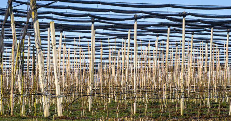 Thumbnail of SocialHub and the Substrate of Decentralised Networks