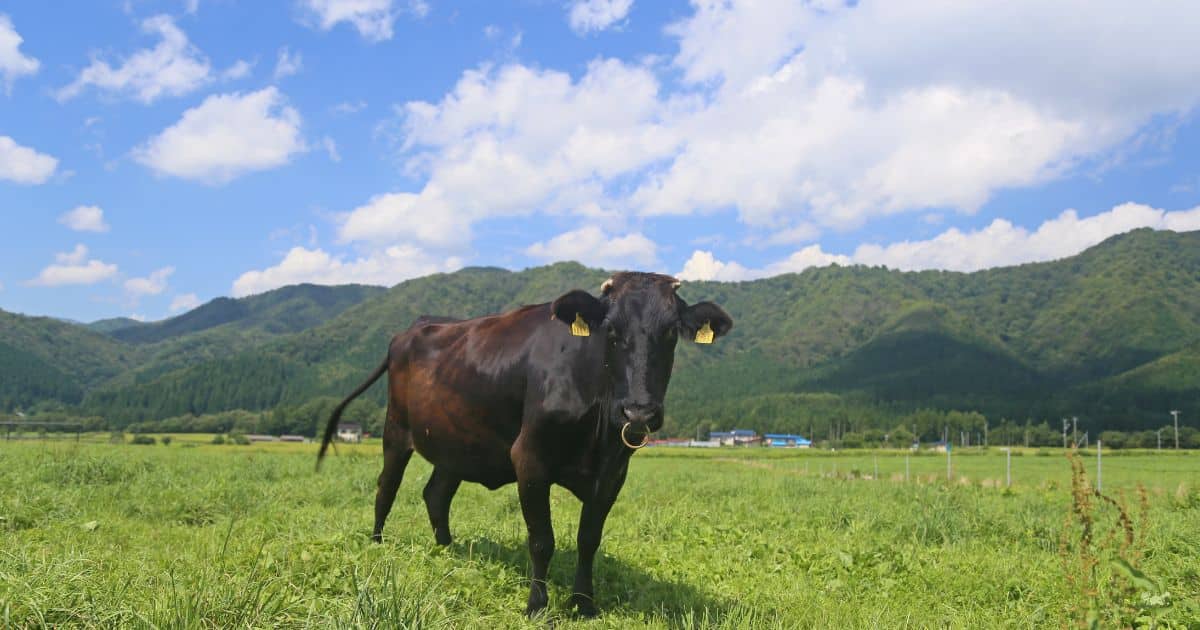 Thumbnail of Are Wagyu Cows Raised More Humanely Than Other Cows?