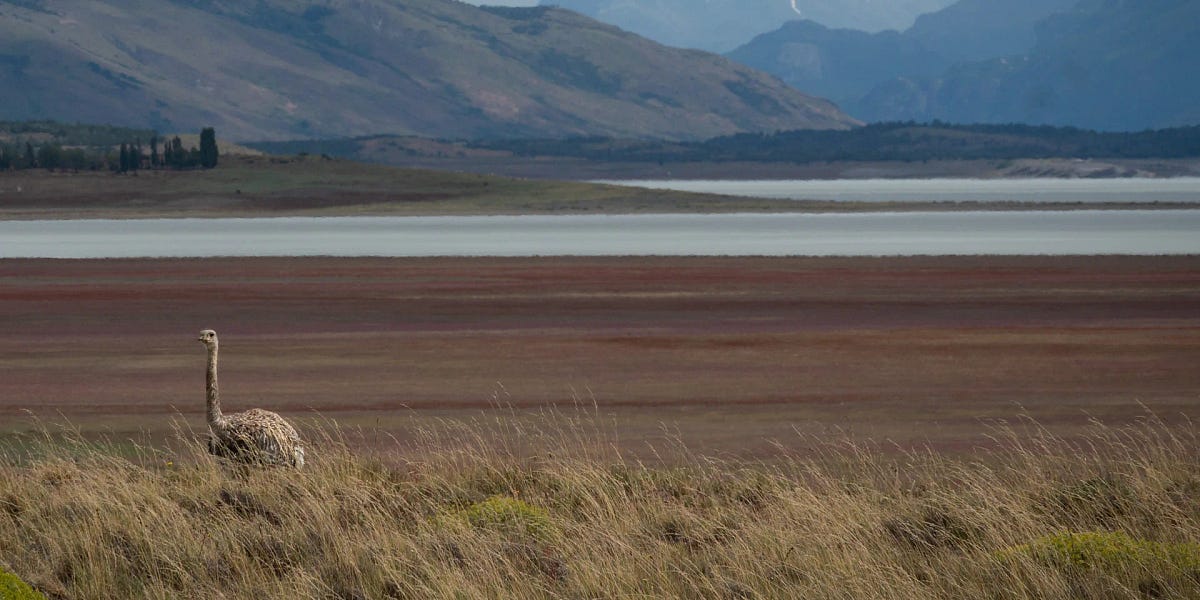 Thumbnail of 312: The Age of Rewilding. Martians. Babelfish 🐡. Universal blood? Golden monkeys.