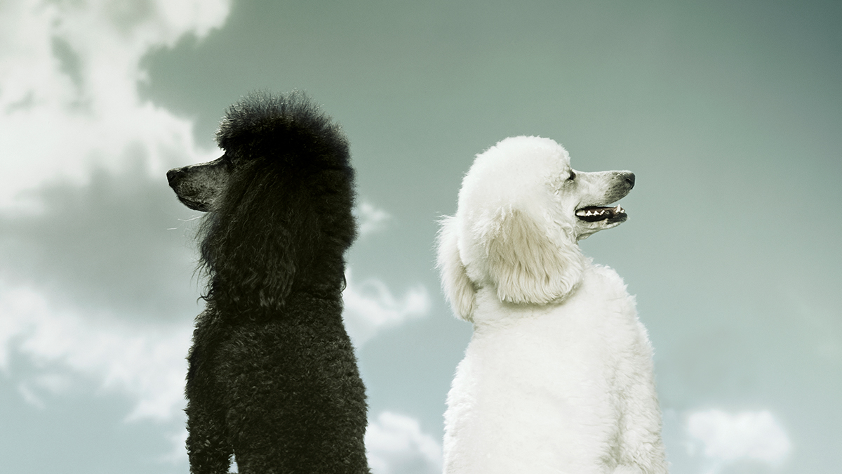 Thumbnail of When Two Leaders Are Better Than One