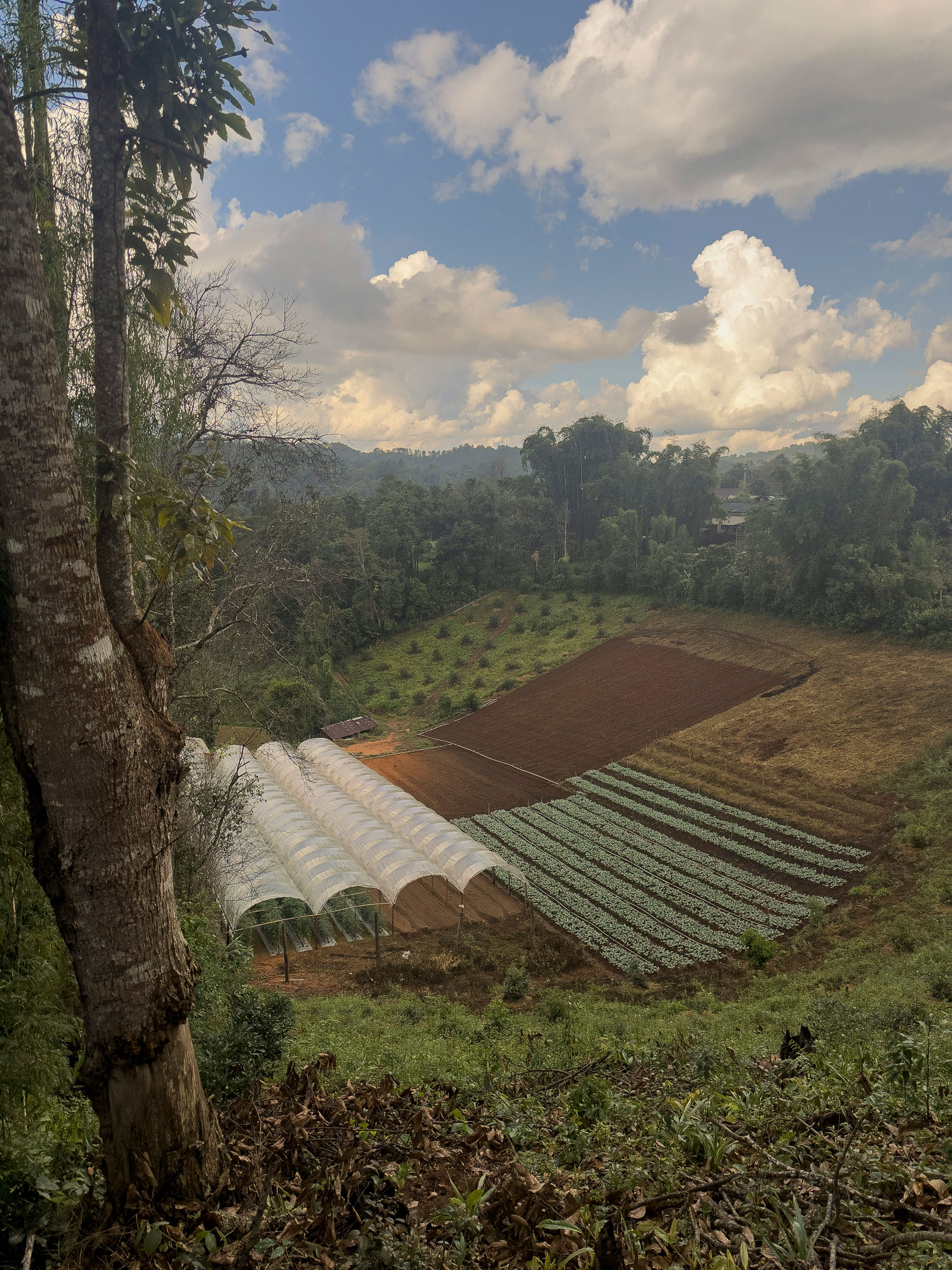 Thumbnail of Walking the Heck out of Thailand