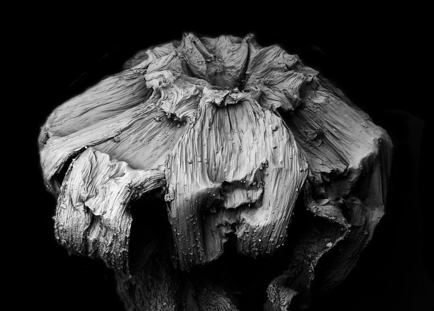 decaying-plants-captured-with-a-scanning-electron-microscope...