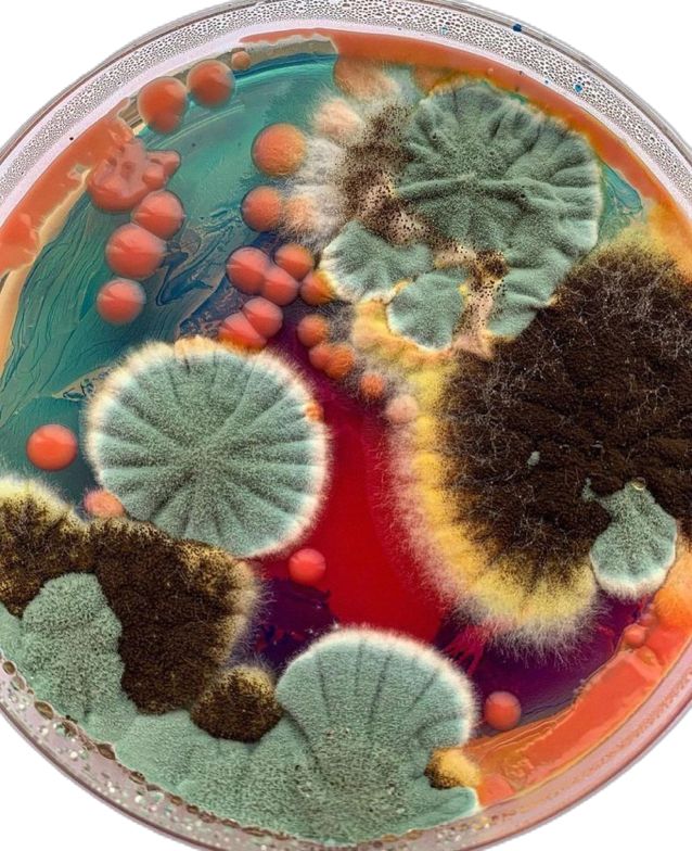 Preview of pin-633387443527721