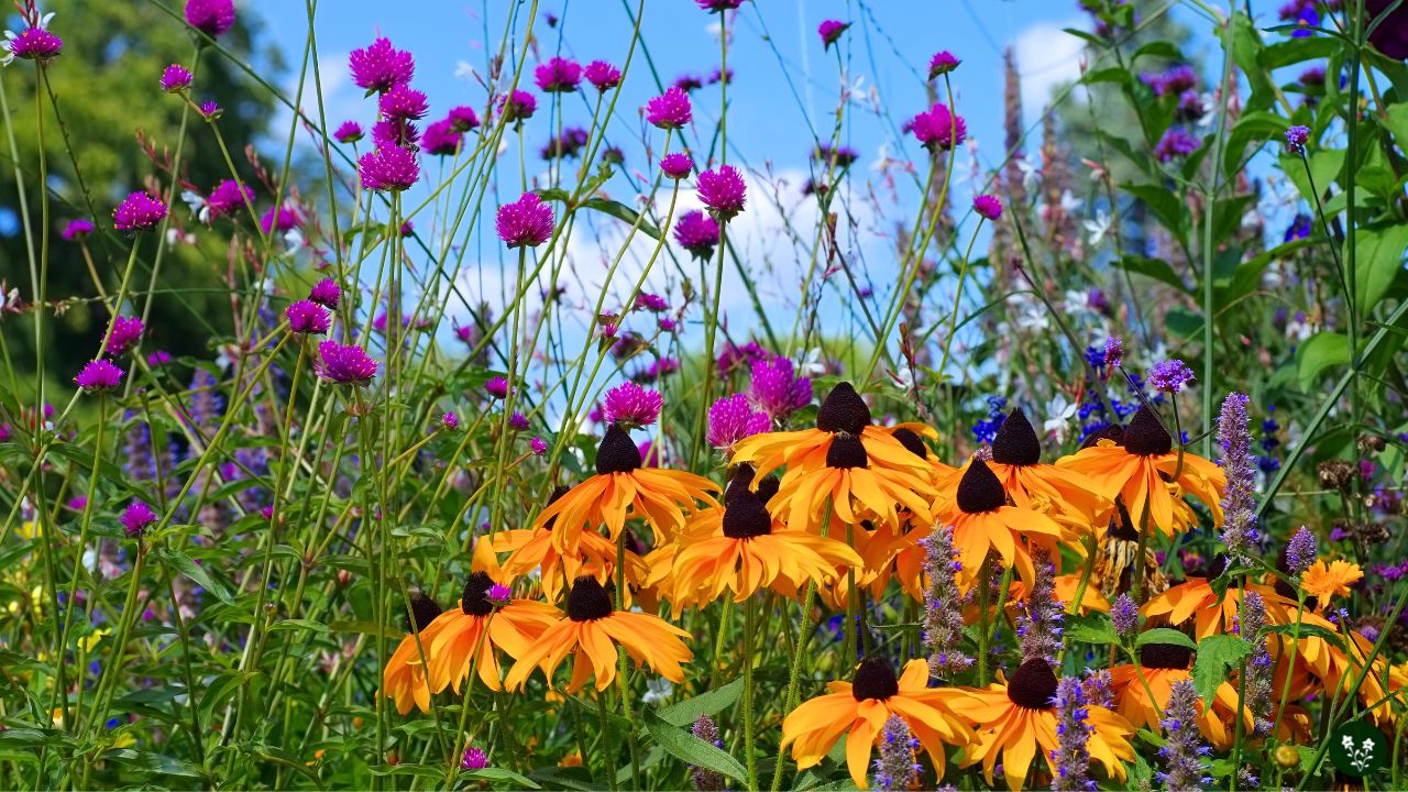 Thumbnail of 21 Black Eyed Susan Companion Plants: Top Choices For Your Garden