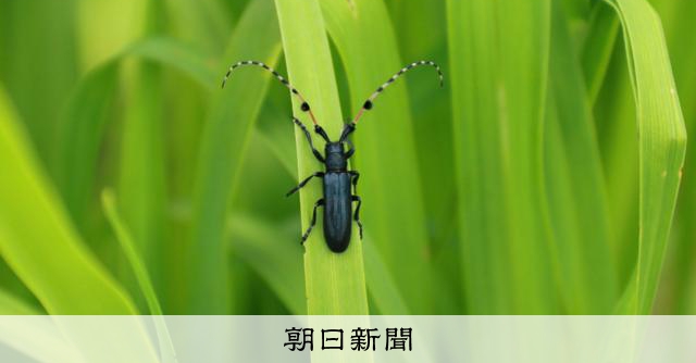Thumbnail of 日本の1カ所だけで確認のカミキリムシ絶滅回避へ「再導入」の試み：朝日新聞