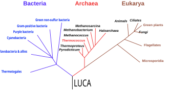 Thumbnail of Last universal common ancestor