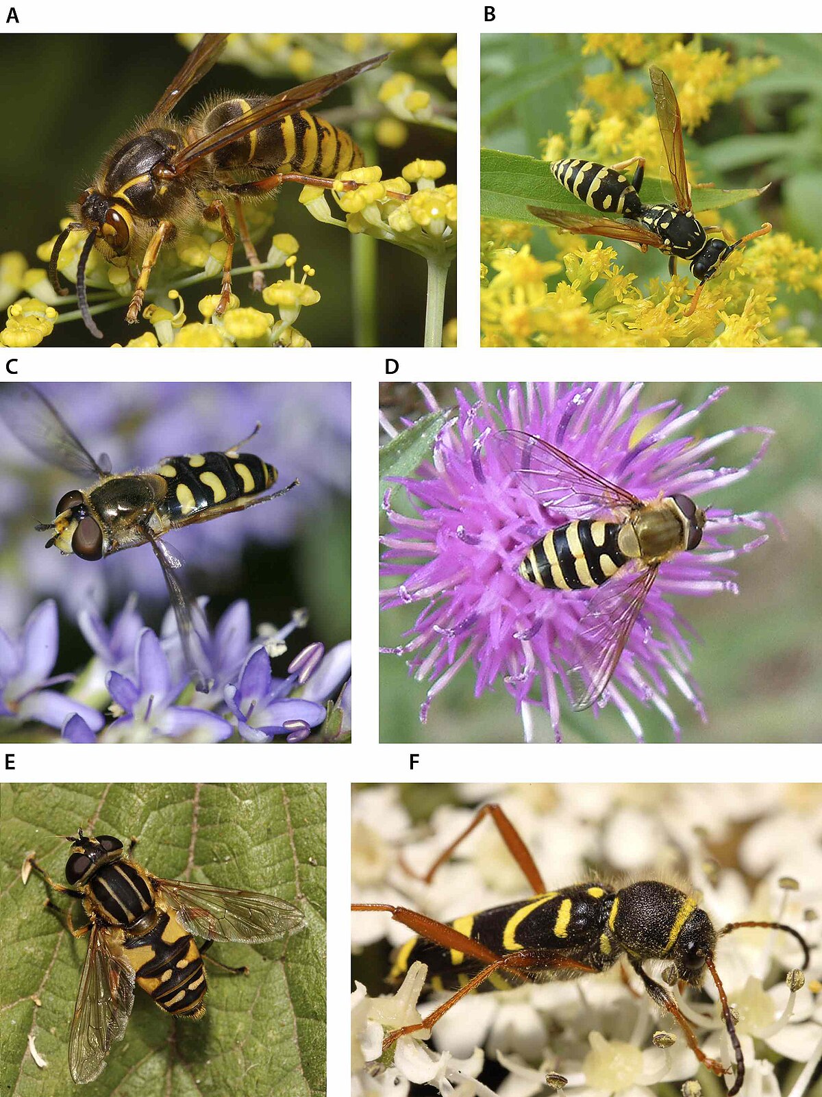 Thumbnail of Mimicry - Wikipedia