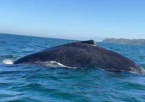 Thumbnail of The Constant Conversation