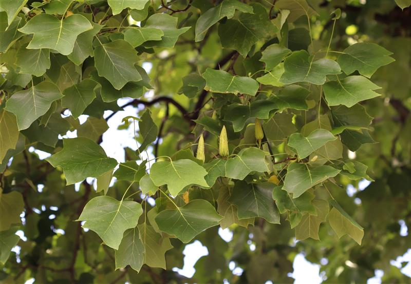 Thumbnail of Tuliptree or Tulip Poplar (U.S. National Park Service)