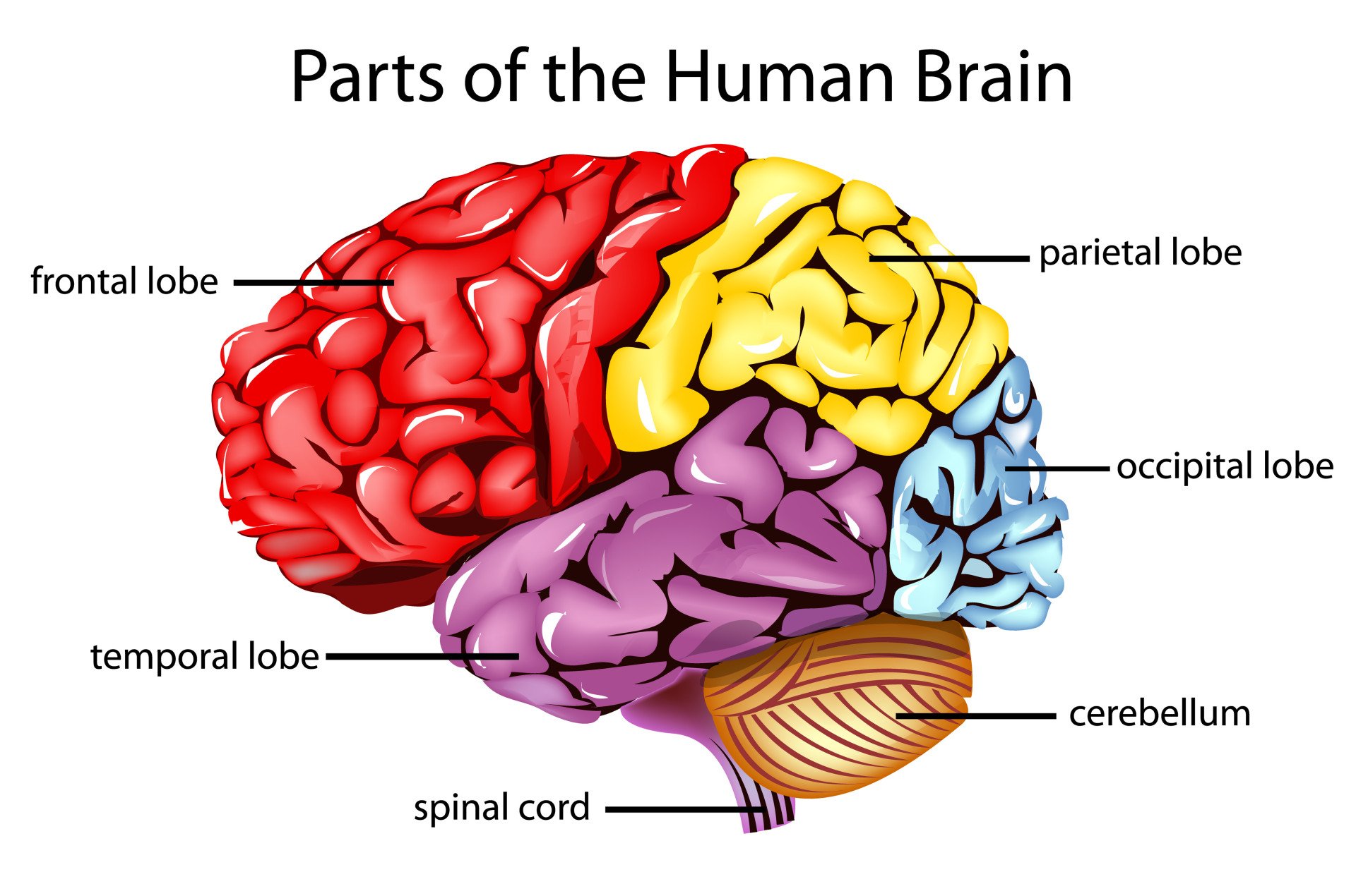 Thumbnail of Parts of the Brain: Neuroanatomy, Structure & Functions in Neuroscience