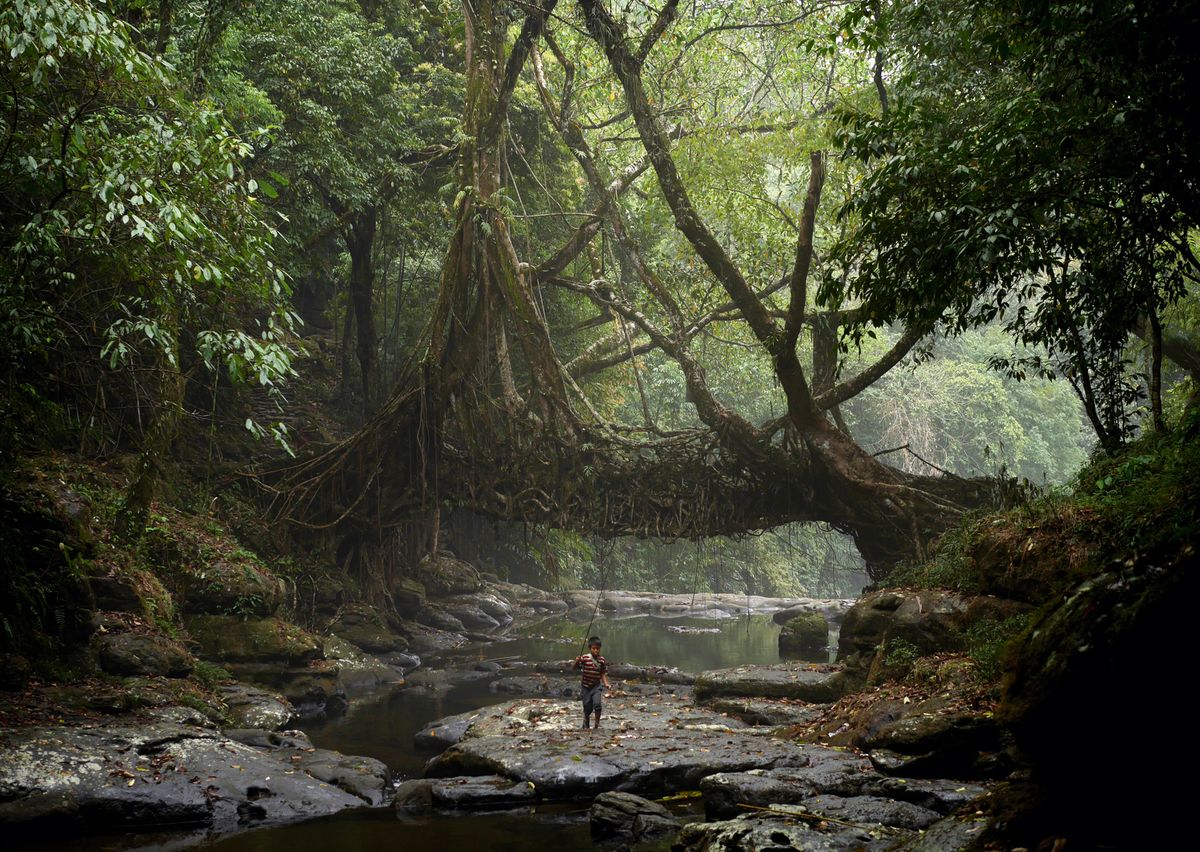 Thumbnail of Regenerative design: meet the creatives taking a rooting interest in learning from nature