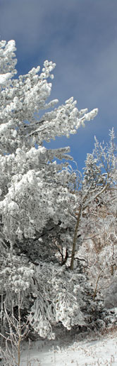 Thumbnail of Indications of Spring : Robert Marsham