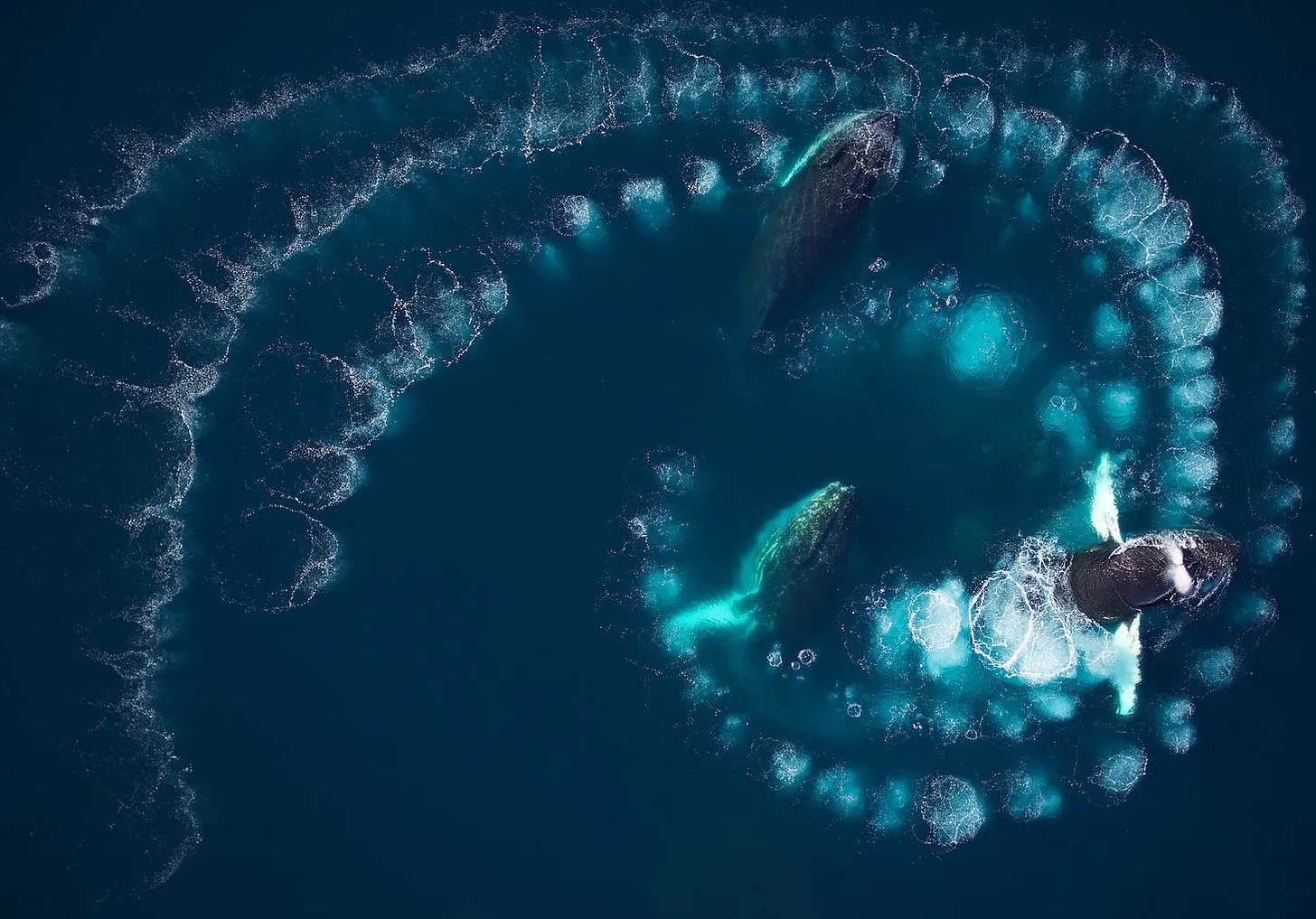 Thumbnail of What is bubble net feeding?