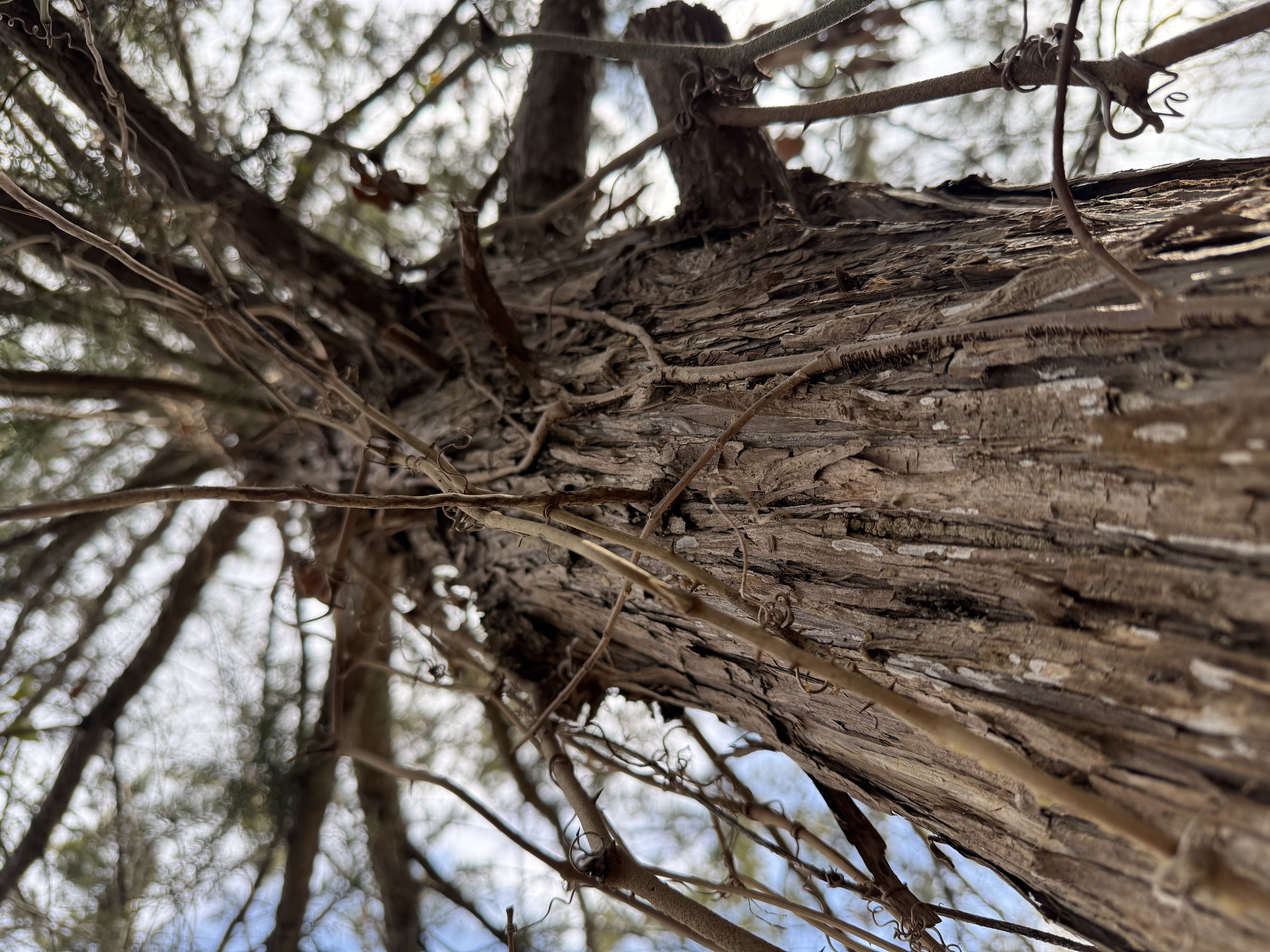 Preview of cae98b47a938-jpeg