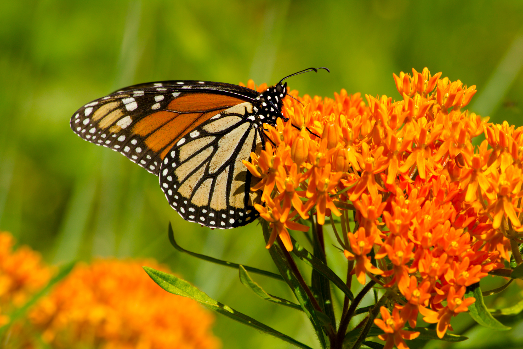 Thumbnail of The Plant Native: A Beginner’s Guide to Native Plants