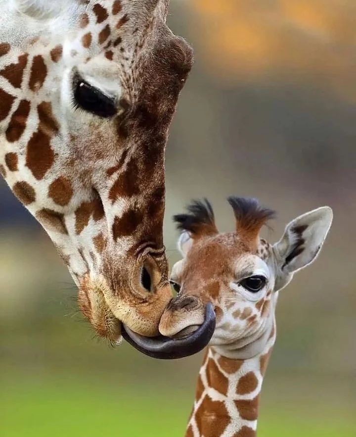 Thumbnail of Found on Cosmos