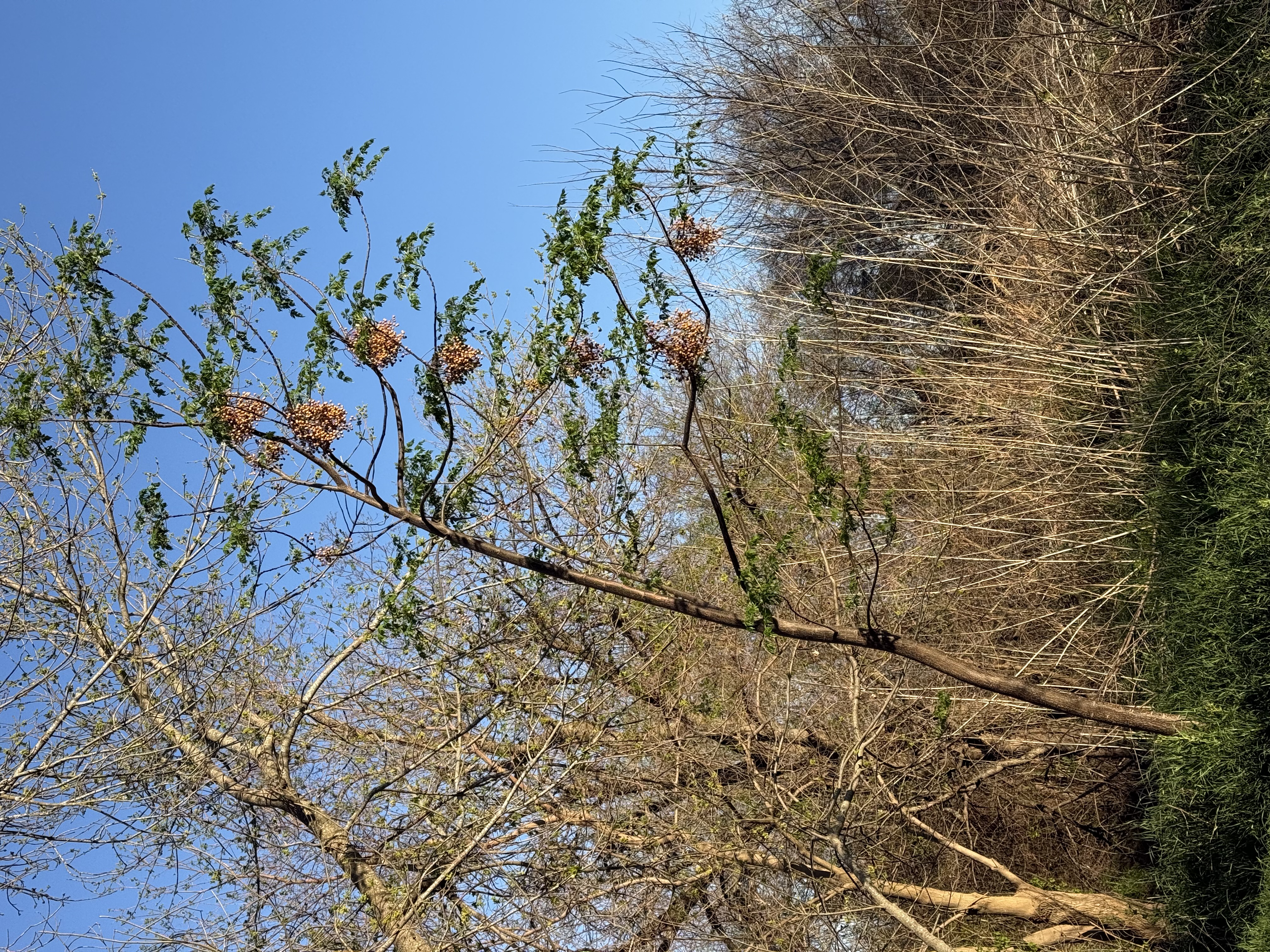 Preview of 76186627d5cb-jpeg