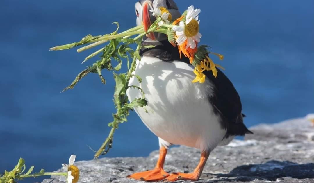 Thumbnail of A puffin collecting flowers on Skelling Michael, Ireland | Are.na