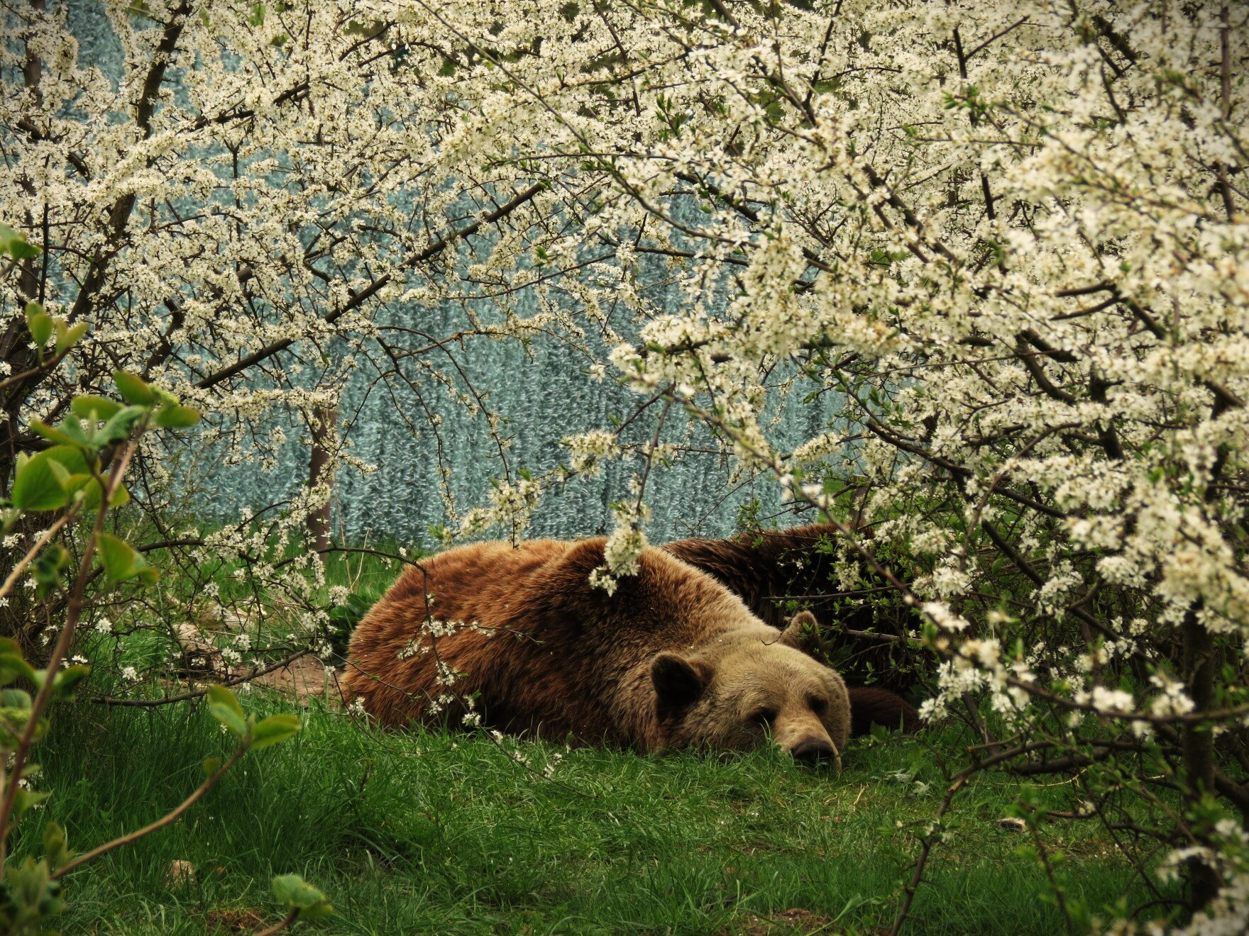 Preview of 6843d865ffaf-jpg