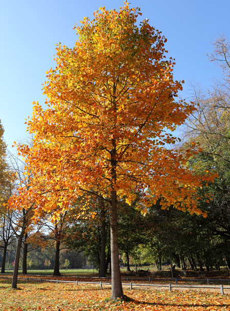 Thumbnail of Tulip Tree