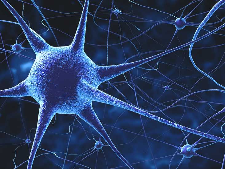 Thumbnail of 11 Interesting Facts About the Brain and Nervous System