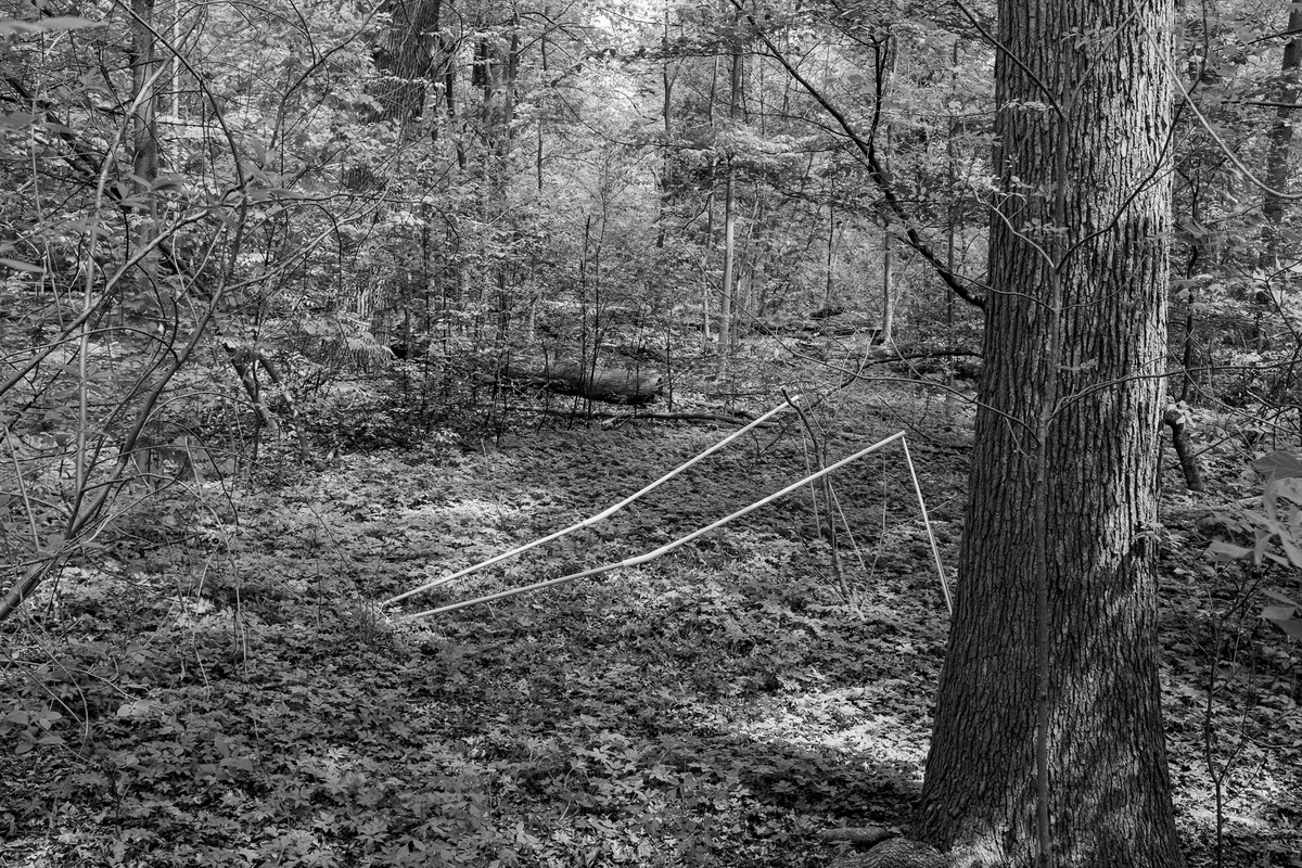 Thumbnail of Becoming Tree — jonas—voigt.com