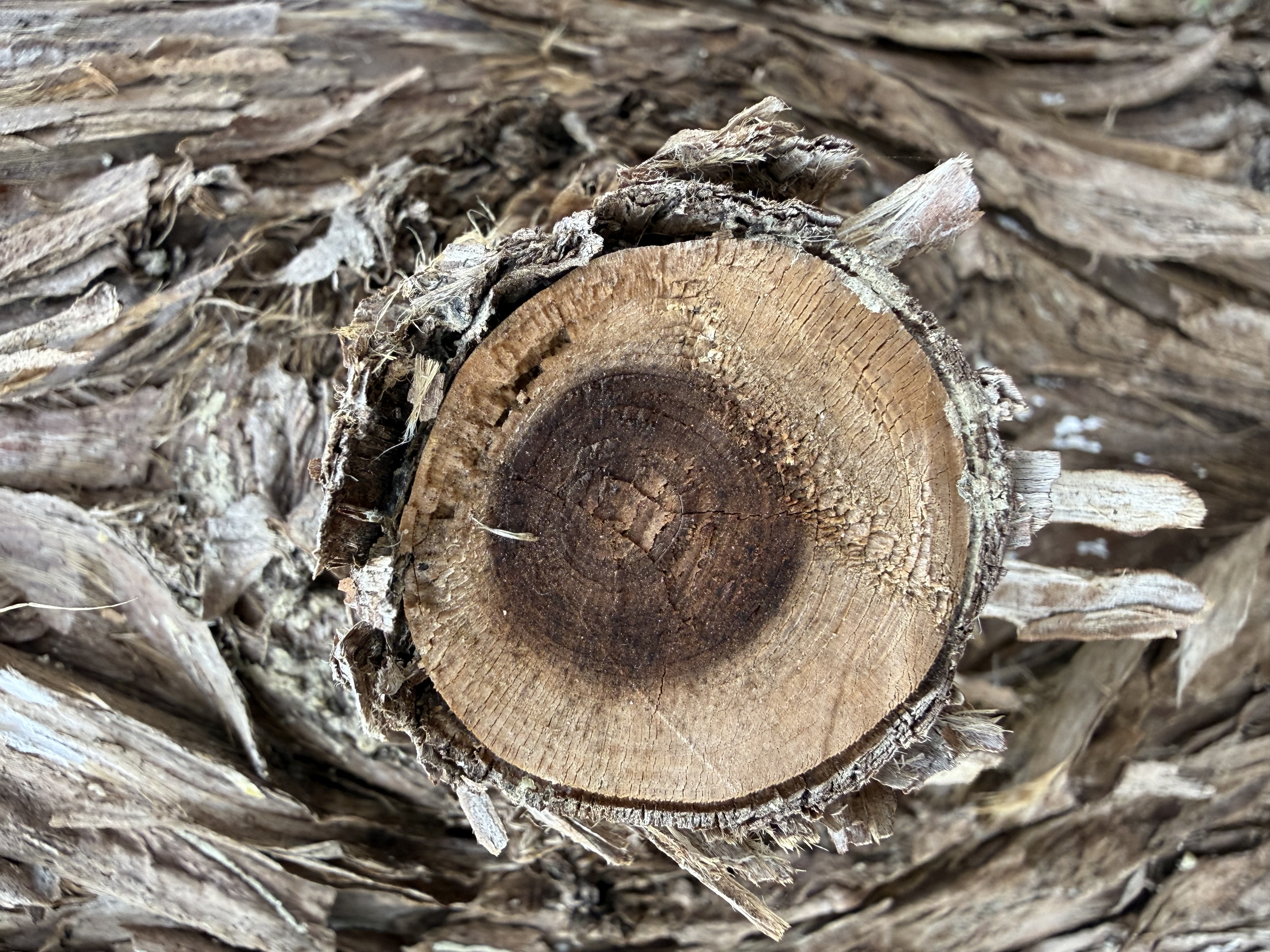 Preview of f1572f3a9ad2-jpeg