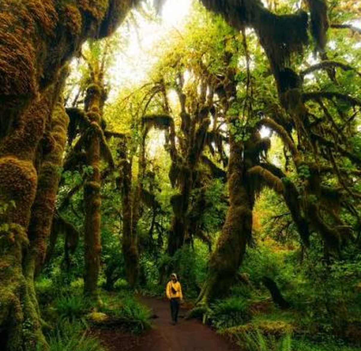 Preview of 264f4ee0f7b2-jpg