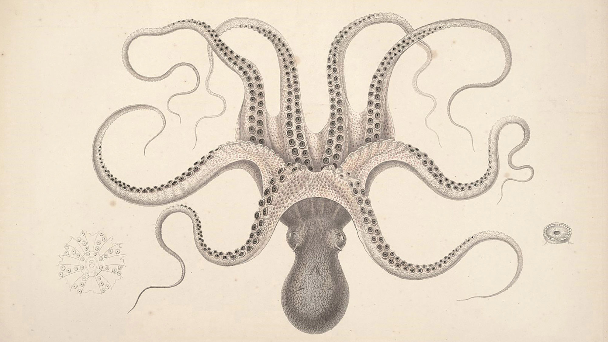 Thumbnail of Become an Octopus Organization