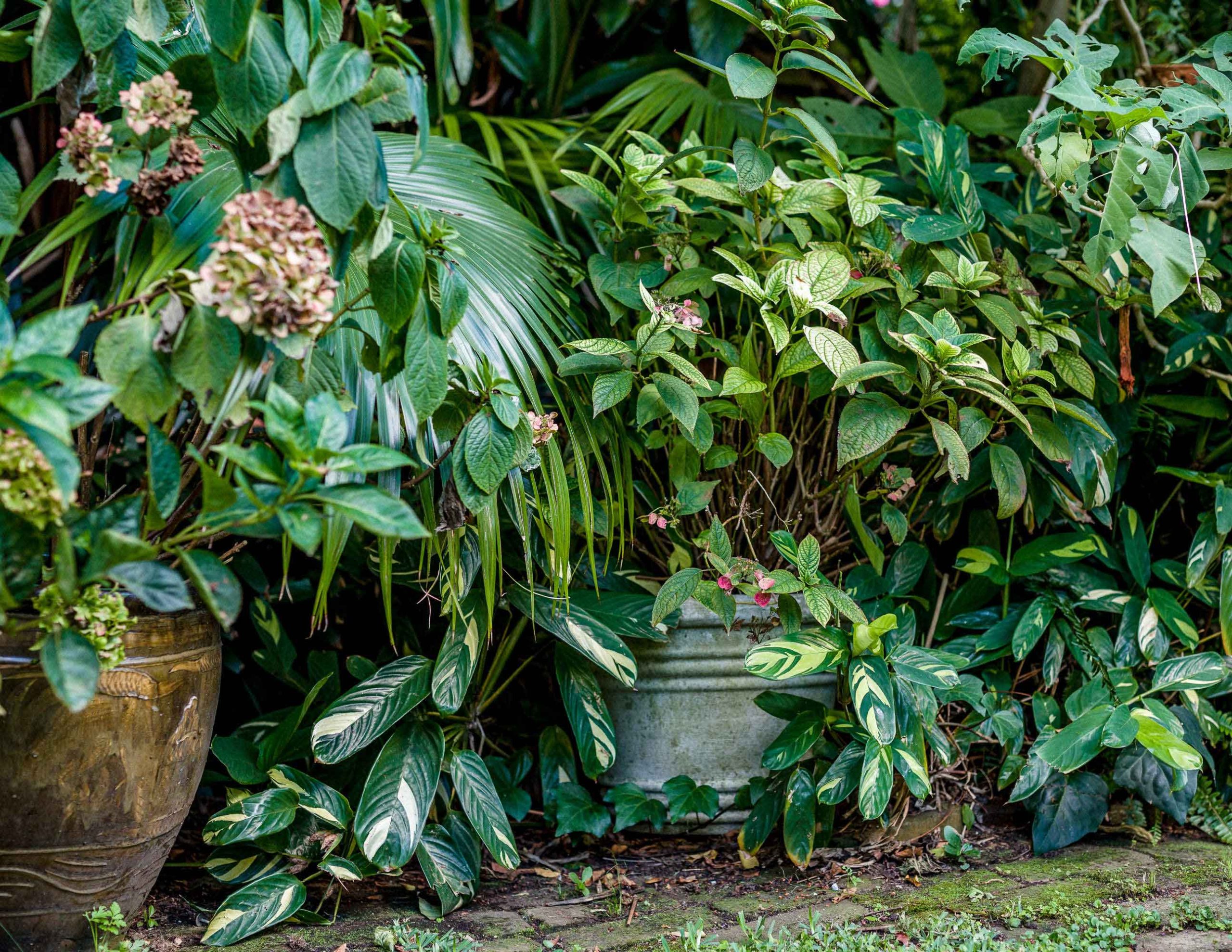 Thumbnail of Audacious Gardening: On Daring to Care