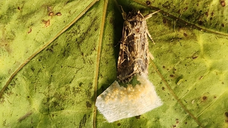 Thumbnail of Animals react to secret sounds from plants, say scientists — BBC News