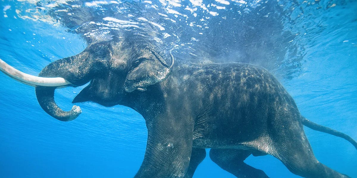 Thumbnail of Ocean of Elephants: Embodiment, Trans Women & Digital Otherworlds