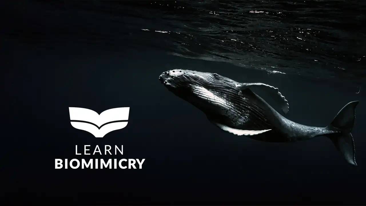 Thumbnail of Learn Biomimicry