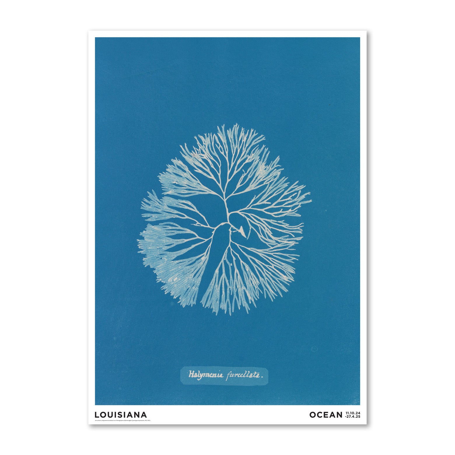 Thumbnail of Anna Atkins – Halymenia furcelatta (1843-1853)