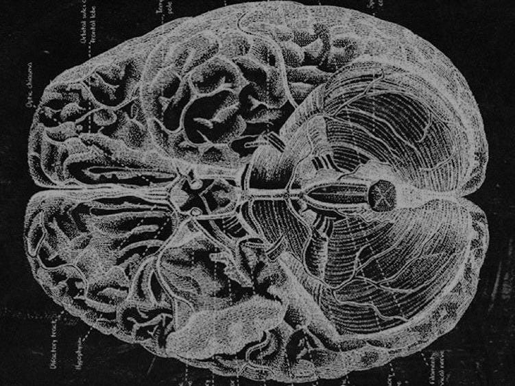 Thumbnail of The Forbidden Knowledge About How Your Brain Actually Works