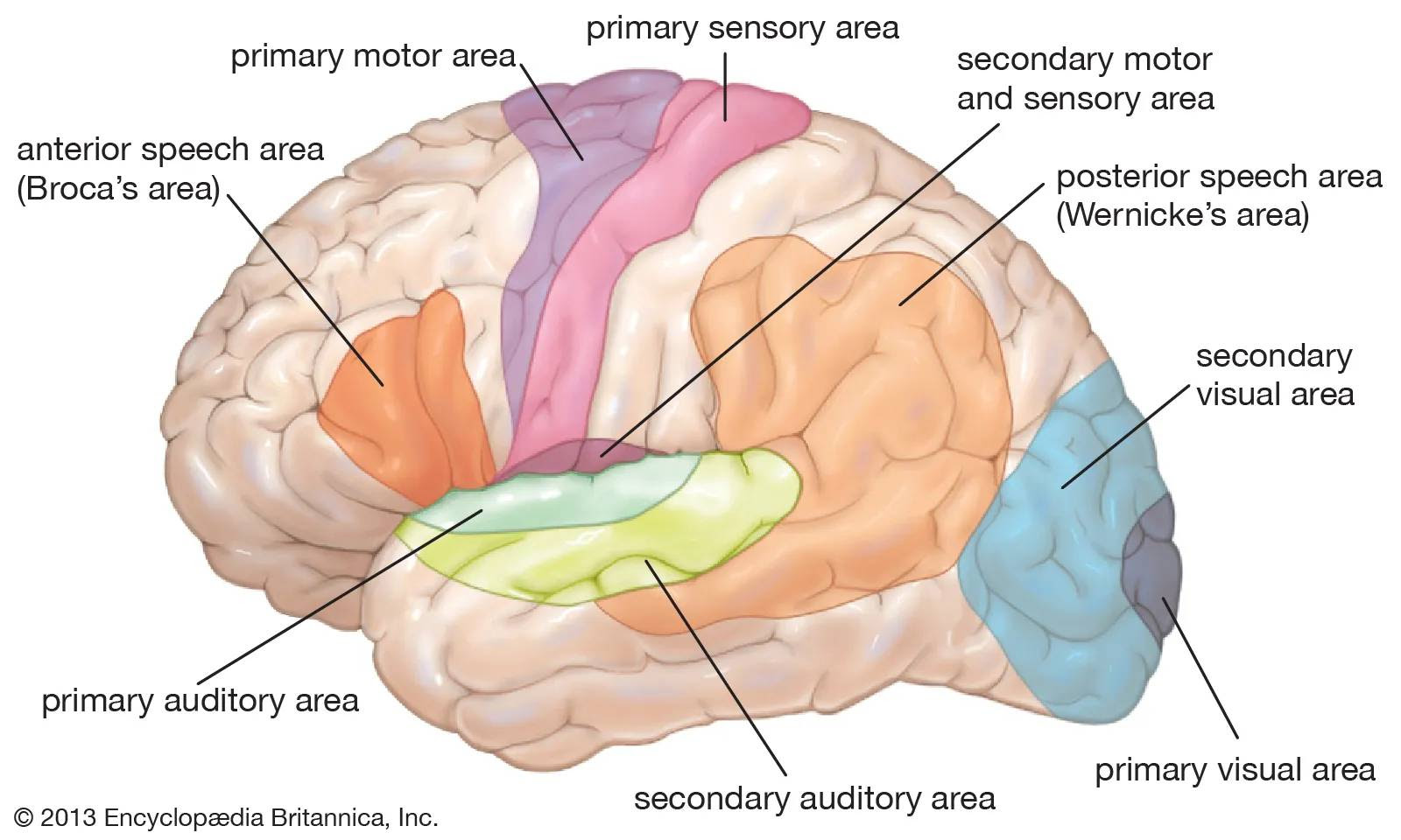 Thumbnail of Can your brain fix itself after a stroke?