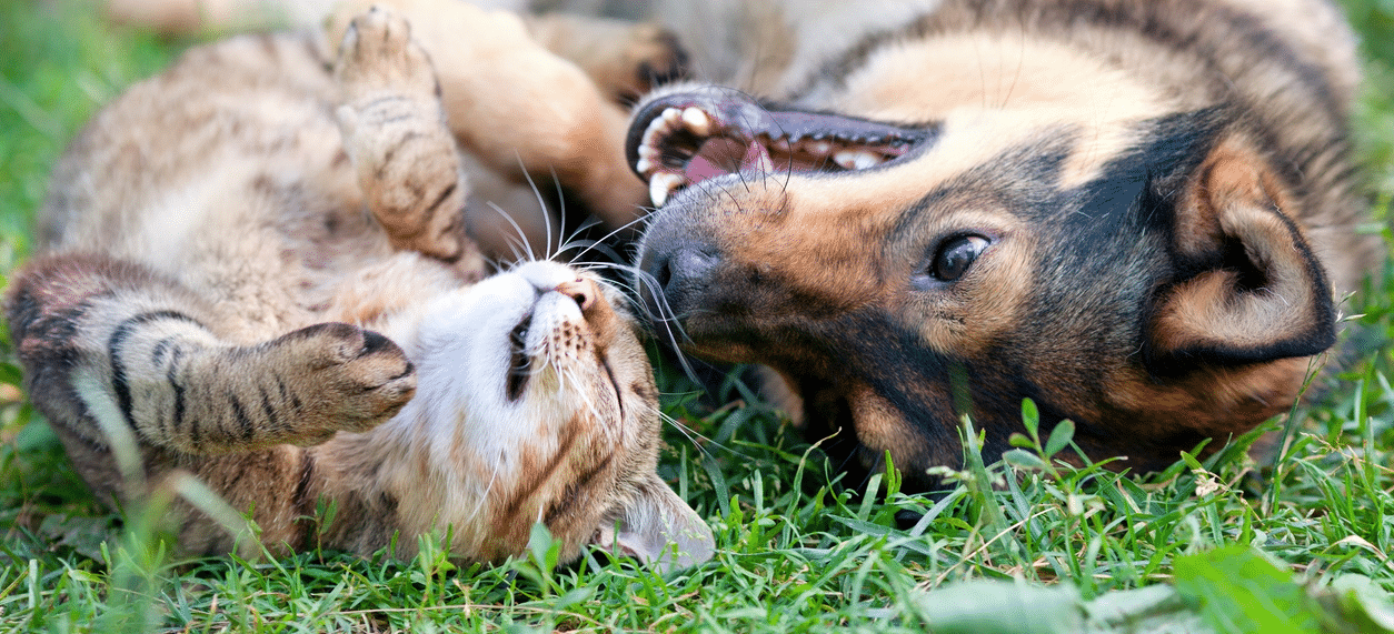 Thumbnail of Hot Off the Press: Rover's Summer Safety Tips for Pets