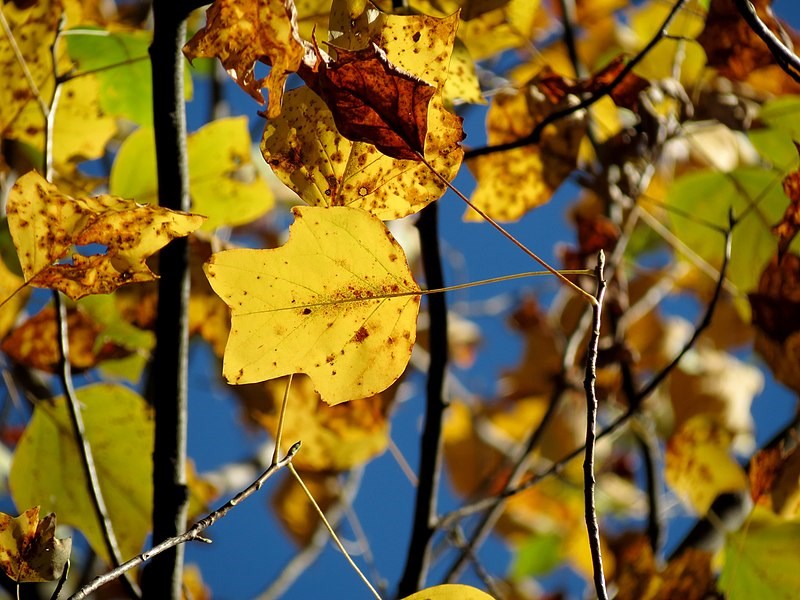 Thumbnail of Tuliptree or Tulip Poplar (U.S. National Park Service)